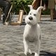 Illustration for article titled Why Tintin won't transform into a giant whiskey bottle in his new Steven Spielberg movie